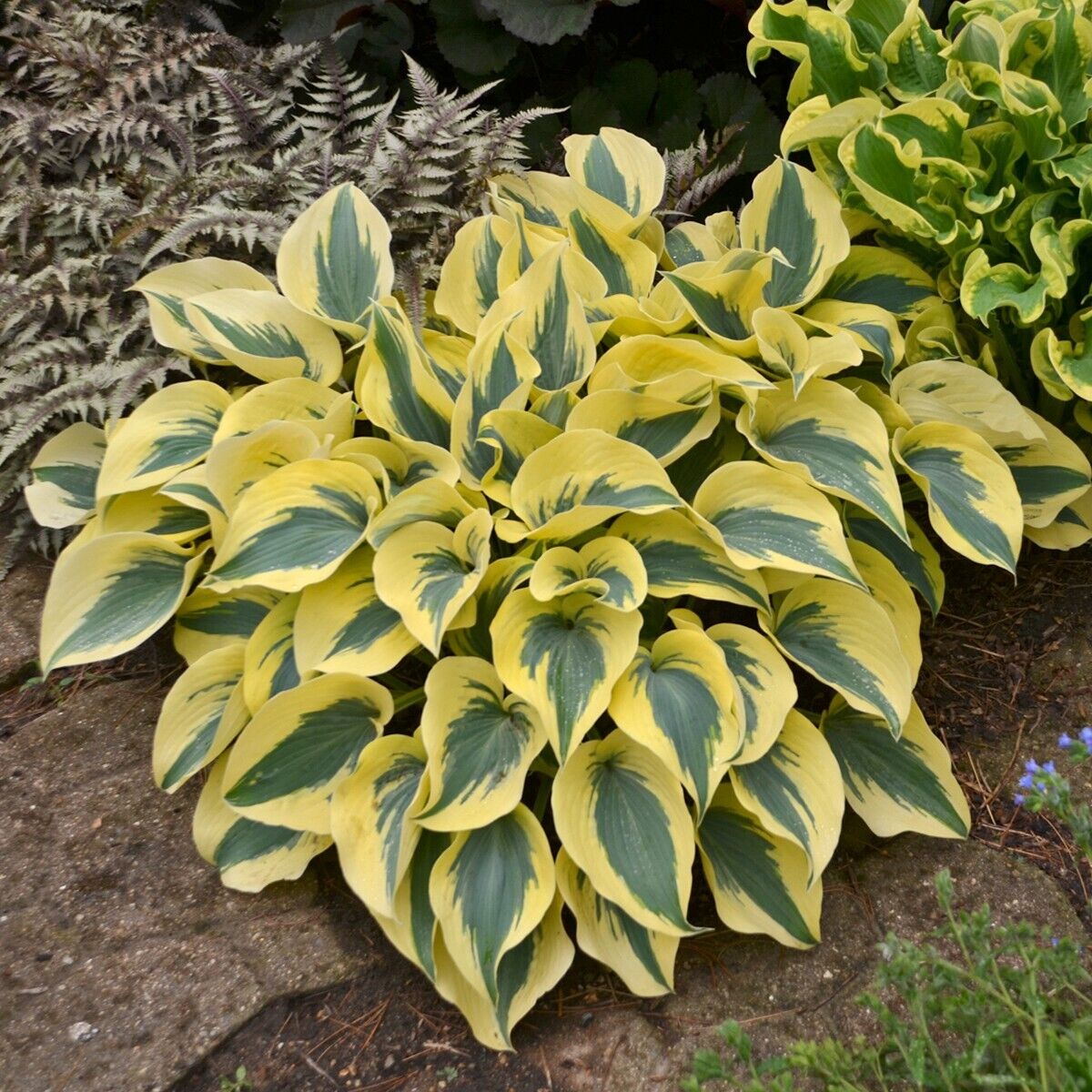 Hosta Shadowlands "Autumn Frost" Proven Winners Rooted 5.25" Pot Perennial Shade