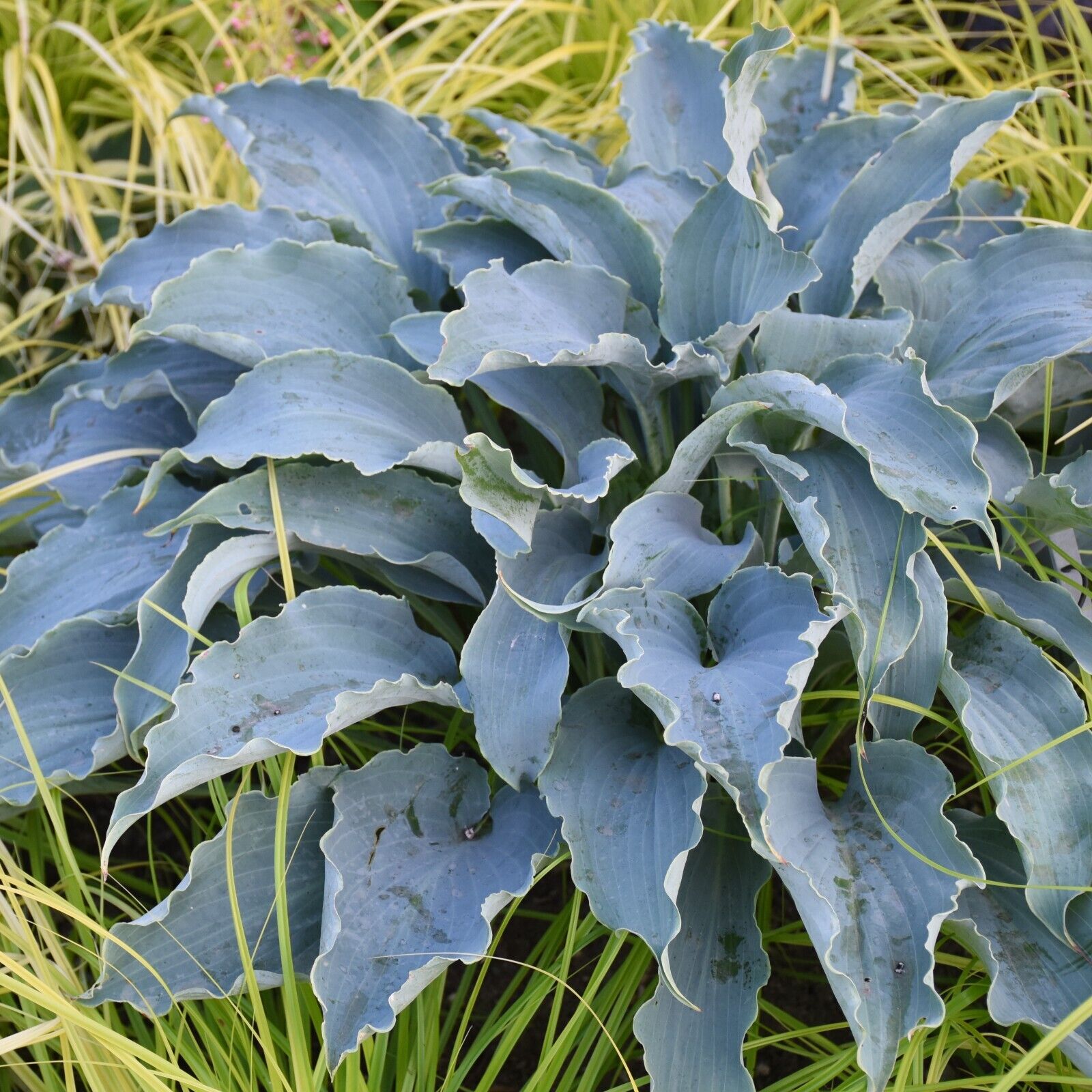 Hosta Tears in Heaven  Rooted 5.25" Pot Perennial Shade BLUE WEEPING