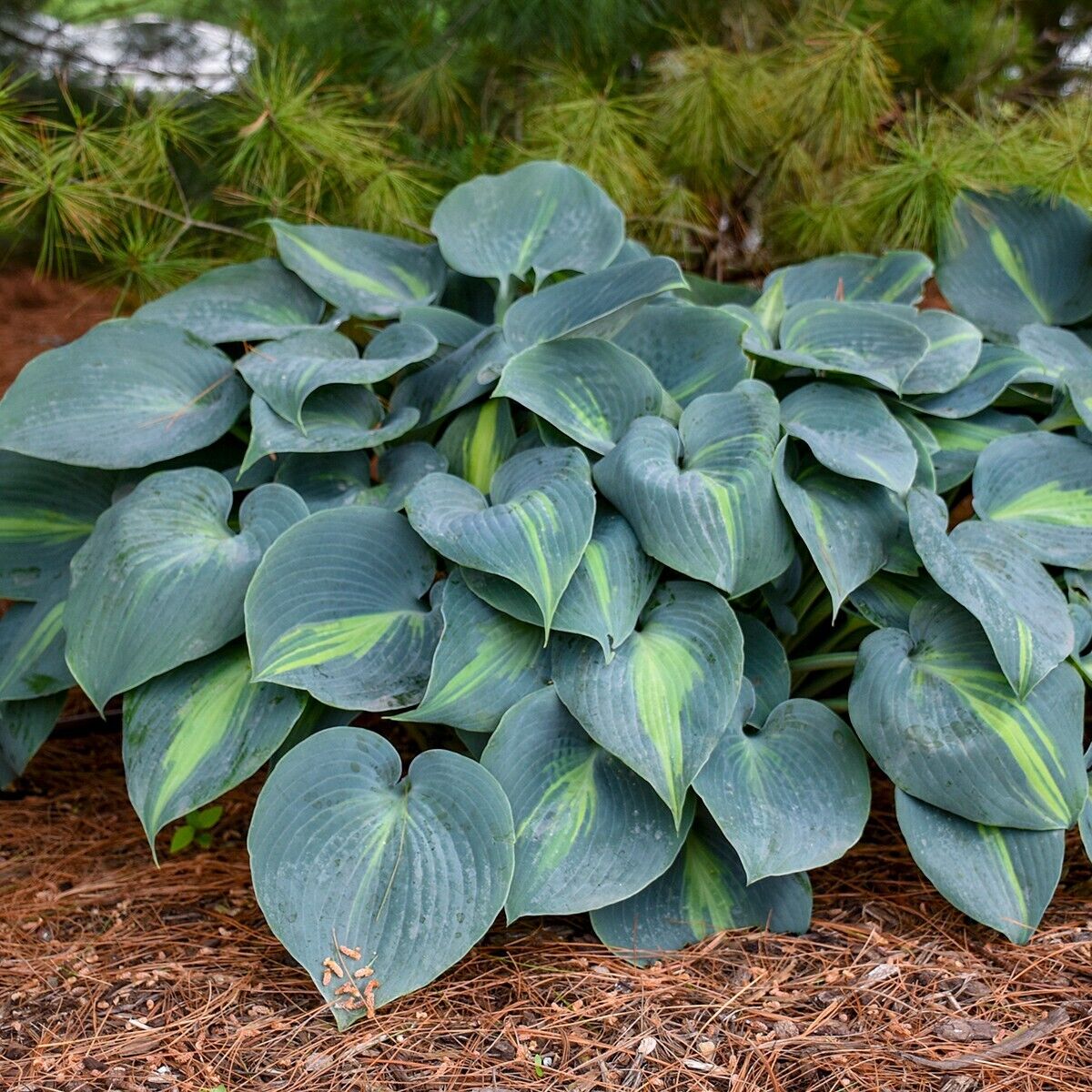 Hosta Touch of Class 5.25" Pot Well Rooted Perennial Shade Plant June Sport