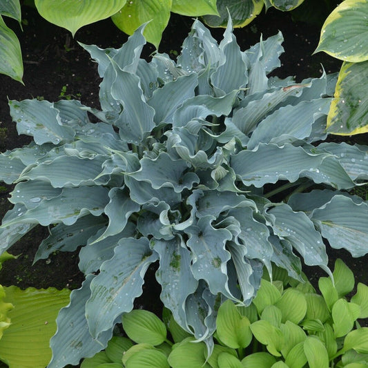 Hosta Waterslide Well Rooted 5.25" Pot Perennial Shade Plant Proven Winners