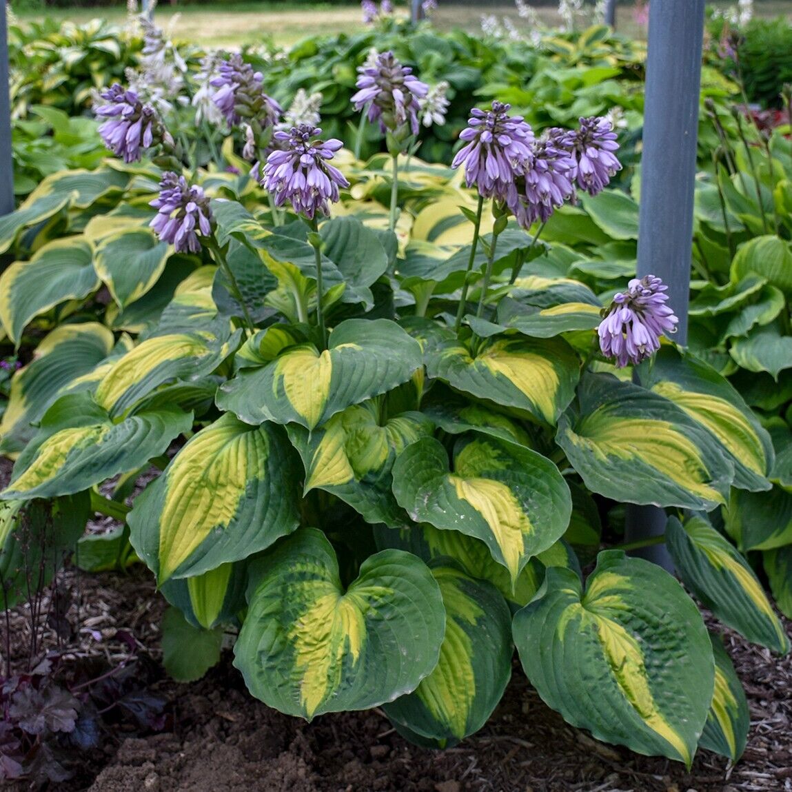 Hosta Beyond Glory 5.25" Pot Well Rooted Perennial Shade Unusual Colorful