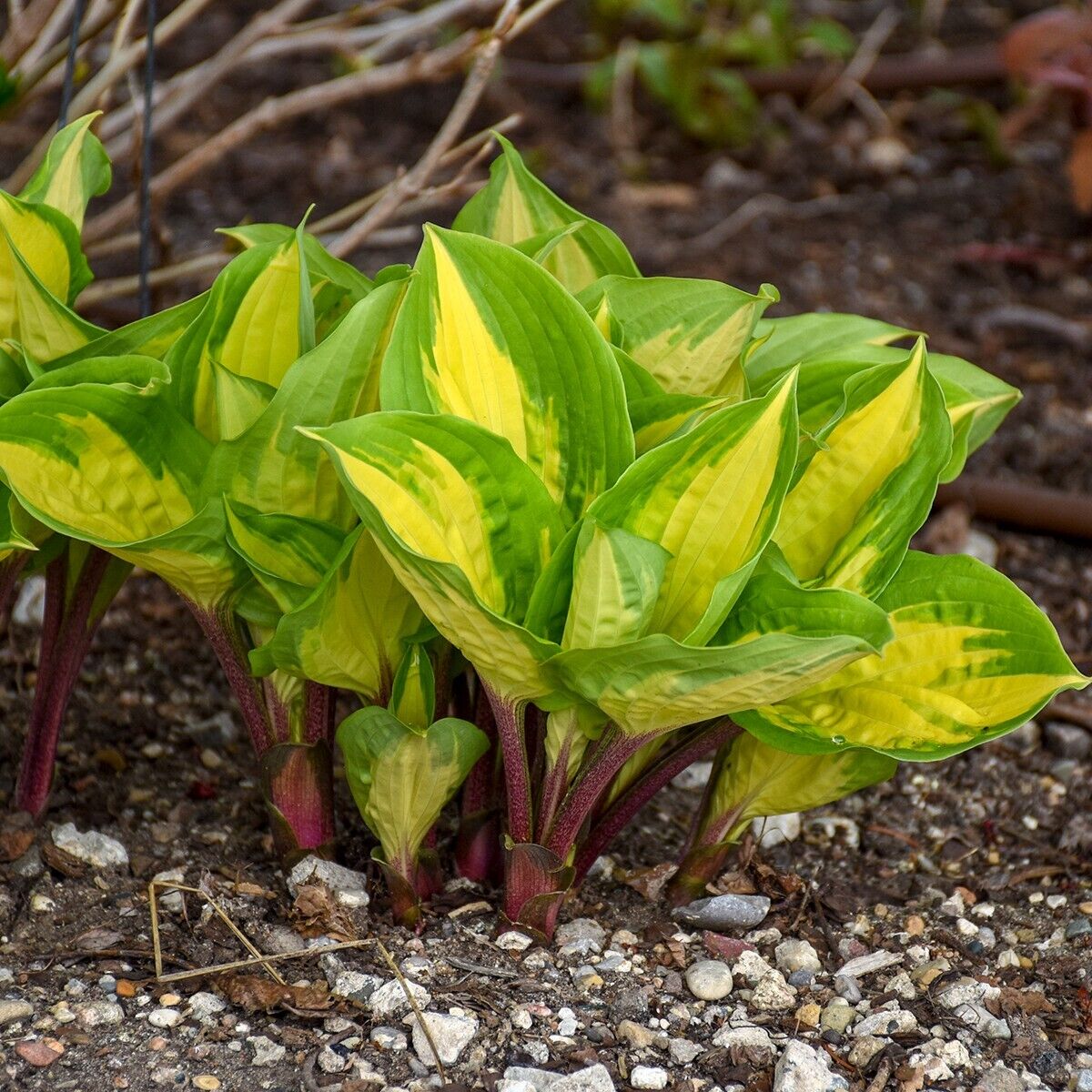 Hosta Island Breeze 5.25" Pot Well Rooted Perennial Shade Small and Colorful