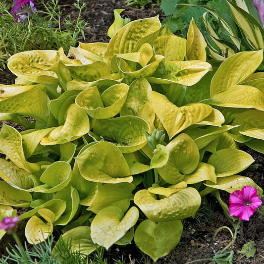 Hosta Maui Buttercups 5.25" Pot Well Rooted Perennial Shade Small and Colorful