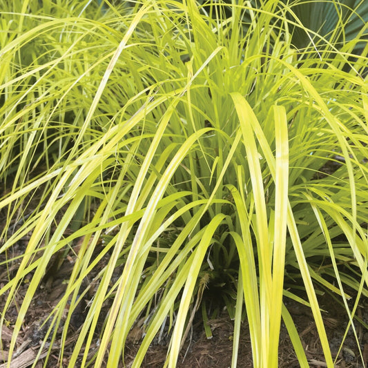 Evercolor 'Everillo' Japanese Sedge Carex Shade Grass Hosta Companion 