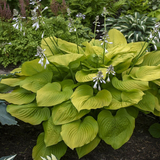 Hosta Age of Gold Well Rooted 5.25" Pot Perennial Shade Corrugated Plant 