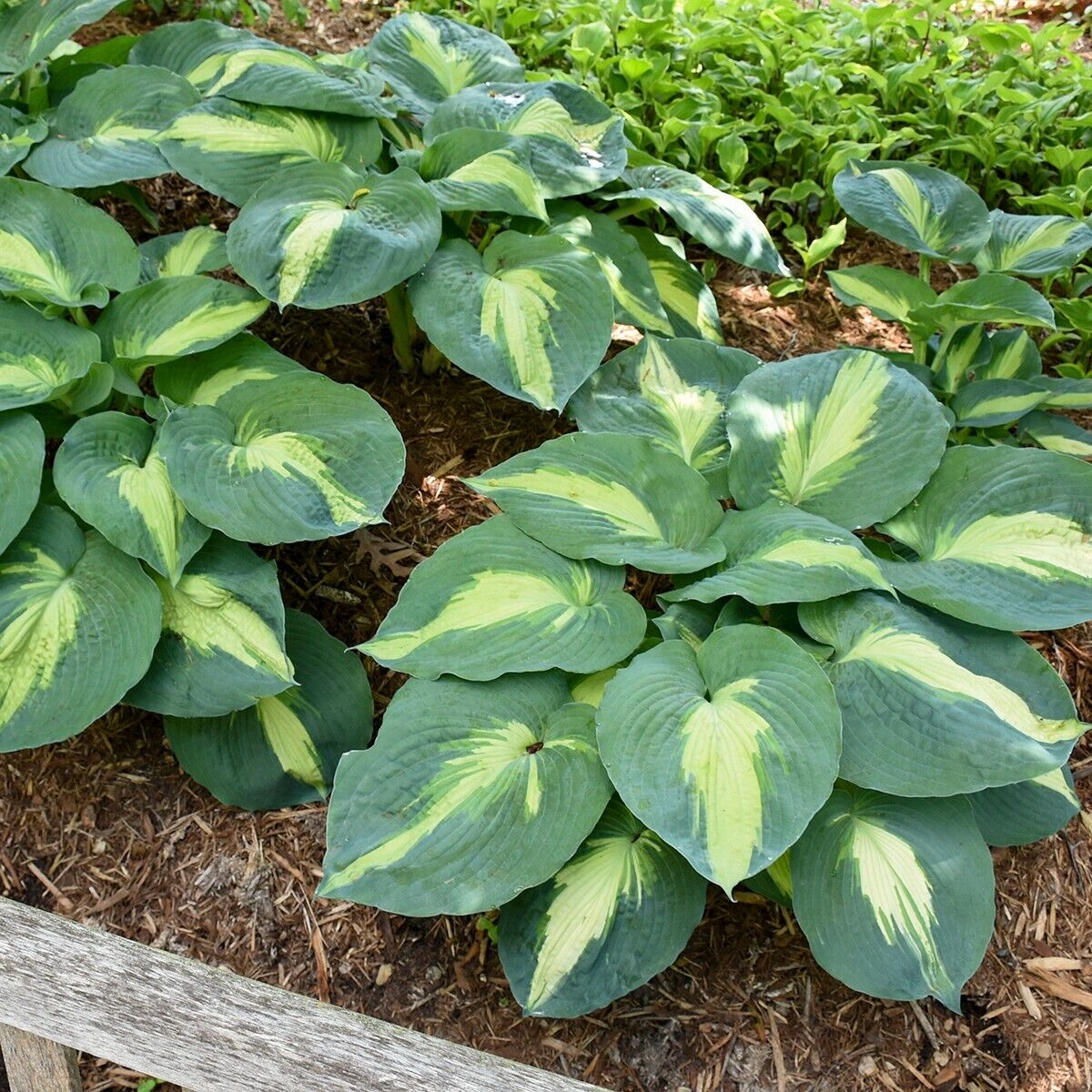 Hosta Shadowlands "Hudson Bay" Proven Winners Rooted 5.25" Pot Perennial Shade