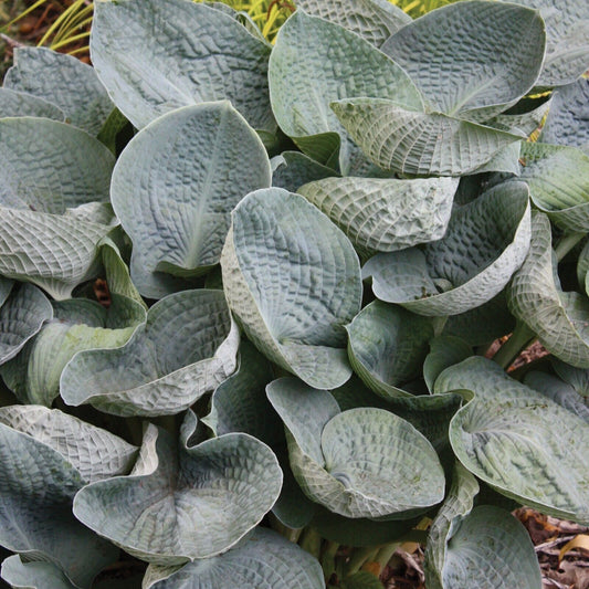 Hosta Big Daddy Well Rooted 5.25" Pot Perennial Shade Plant NOT A STARTER PLUG