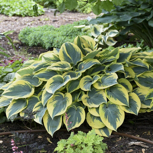 Hosta First Frost Well Rooted 5.25" Pot Perennial Shade Plant NOT A STARTER PLUG