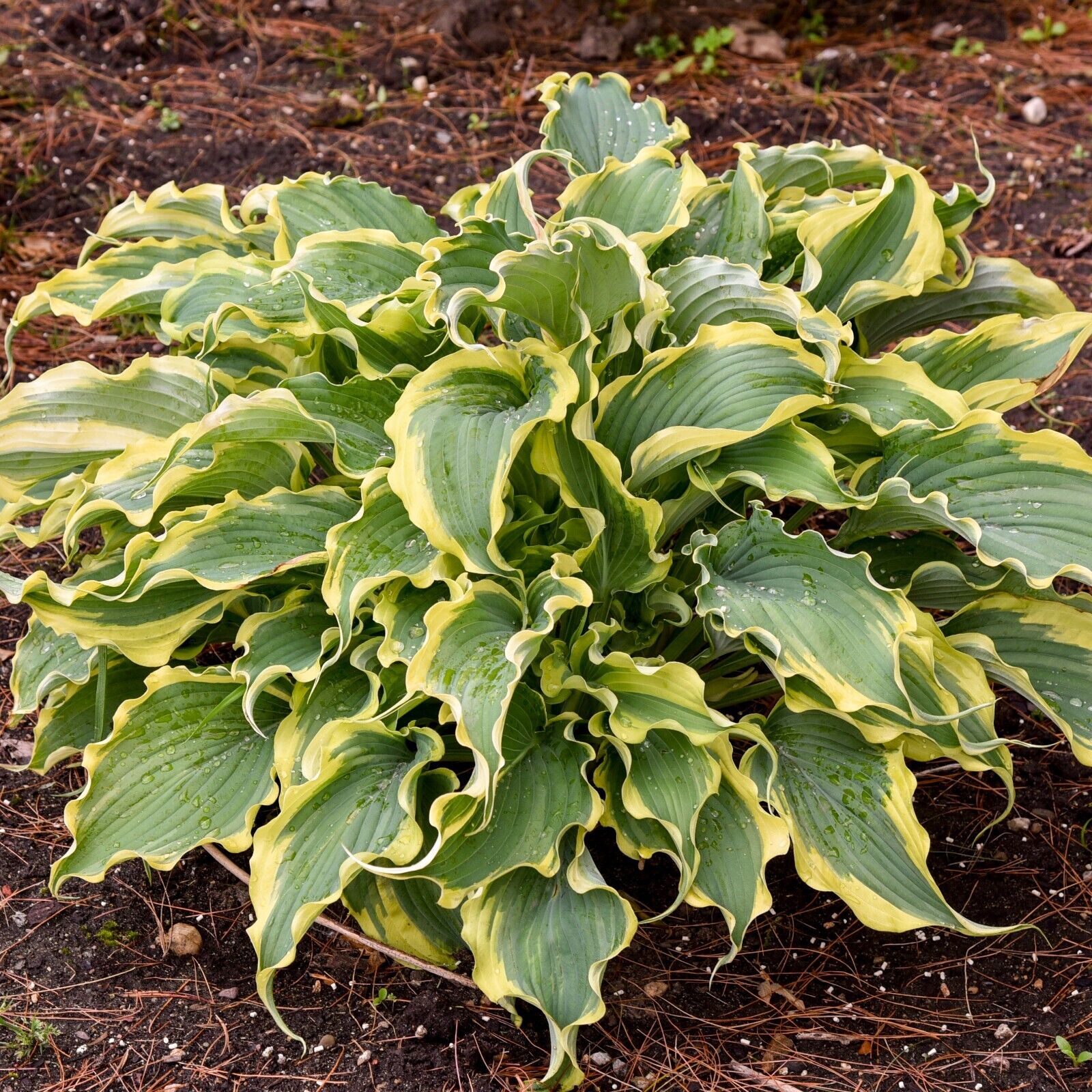 Hosta Shadowlands "Voices in the Wind" Proven Winners Rooted 5.25" Pot Perennial