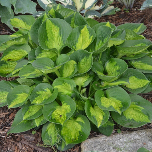 Hosta Pocketful of Sunshine 5.25" Pot Well Rooted Perennial Shade Mini