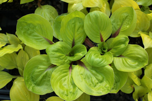 Hosta Lettuce Wrap Well Rooted 5.25" Pot Perennial Shade Red Stems Rare