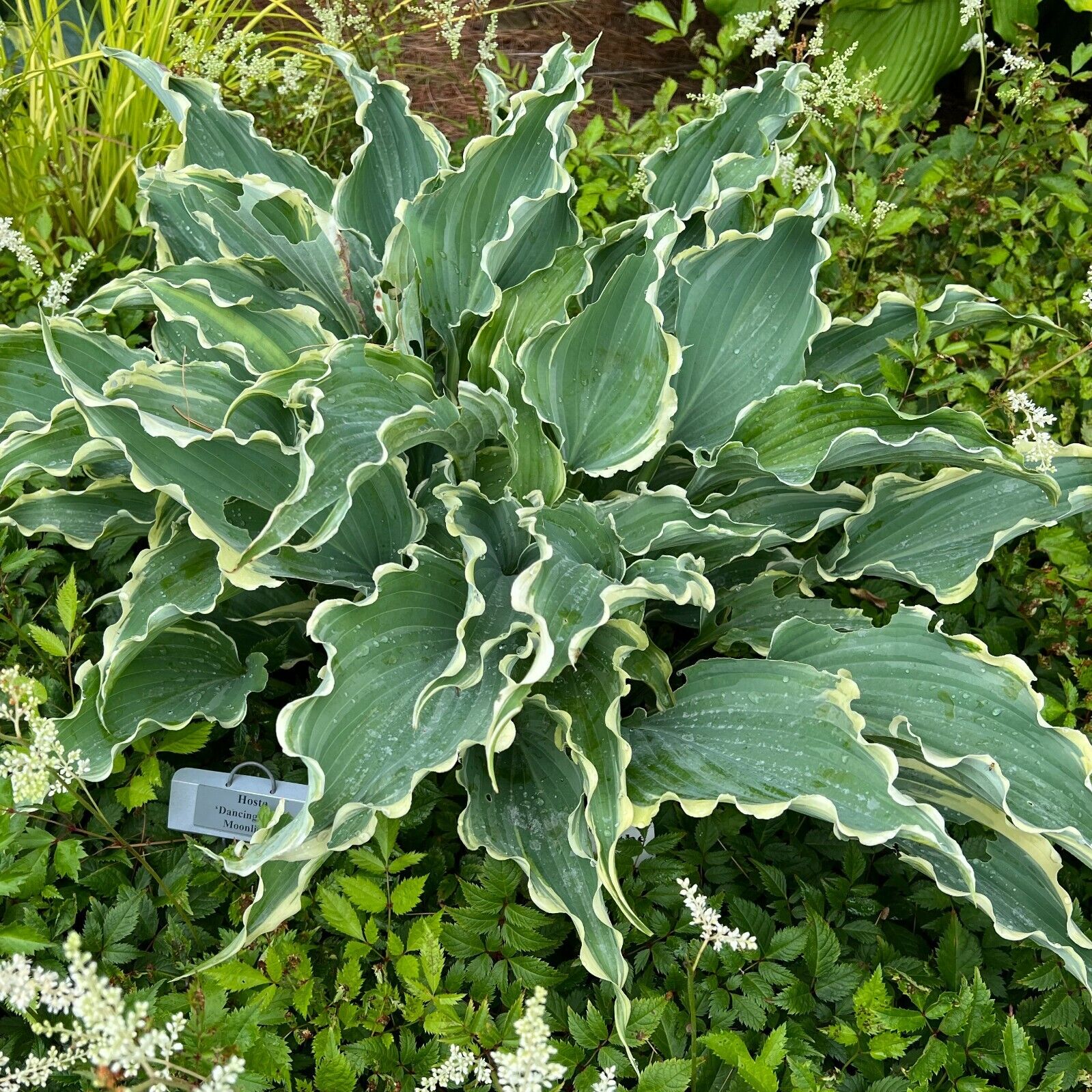 Hosta Dancing in the Moonlight 5.25" Pot Well Rooted Perennial Shade Plant