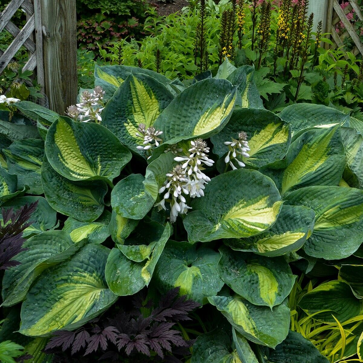 Hosta Shadowlands "Hudson Bay" Proven Winners Rooted 5.25" Pot Perennial Shade