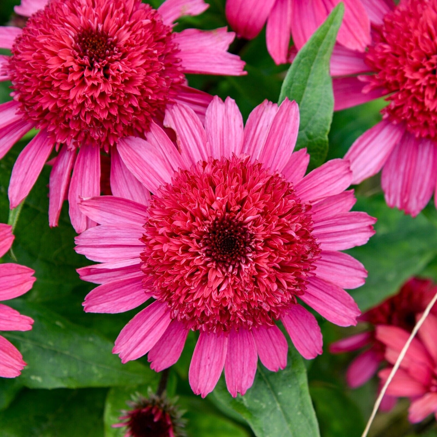 Echinacea Raspberry Beret Proven Winners 5.25" Pot Perennial Coneflower Sun