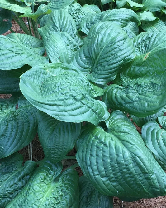 Hosta Lord Puckersheen 5.25" Pot Well Rooted Perennial Shade Glossy and Textured