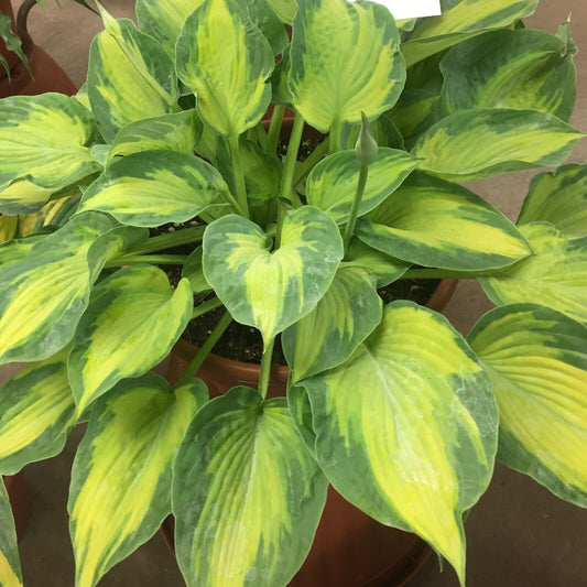 Hosta Sister Act Rooted 5.25" Pot Perennial Shade Colorful Variety