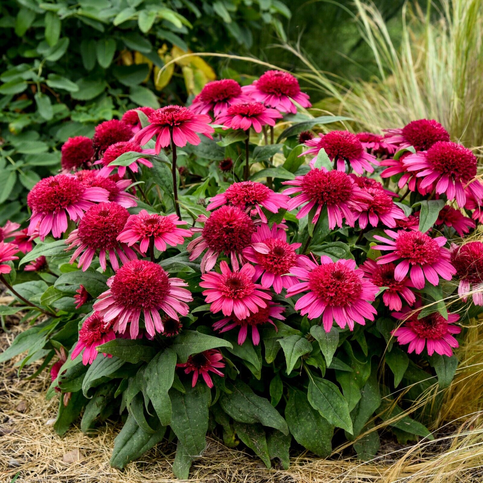 Echinacea Raspberry Beret Proven Winners 5.25" Pot Perennial Coneflower Sun