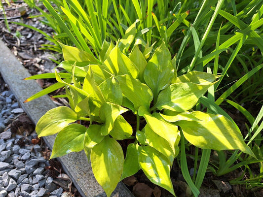 Hosta Luna Tick 5.25" Pot Well Rooted Perennial Shade Plant Sport of Luna Moth