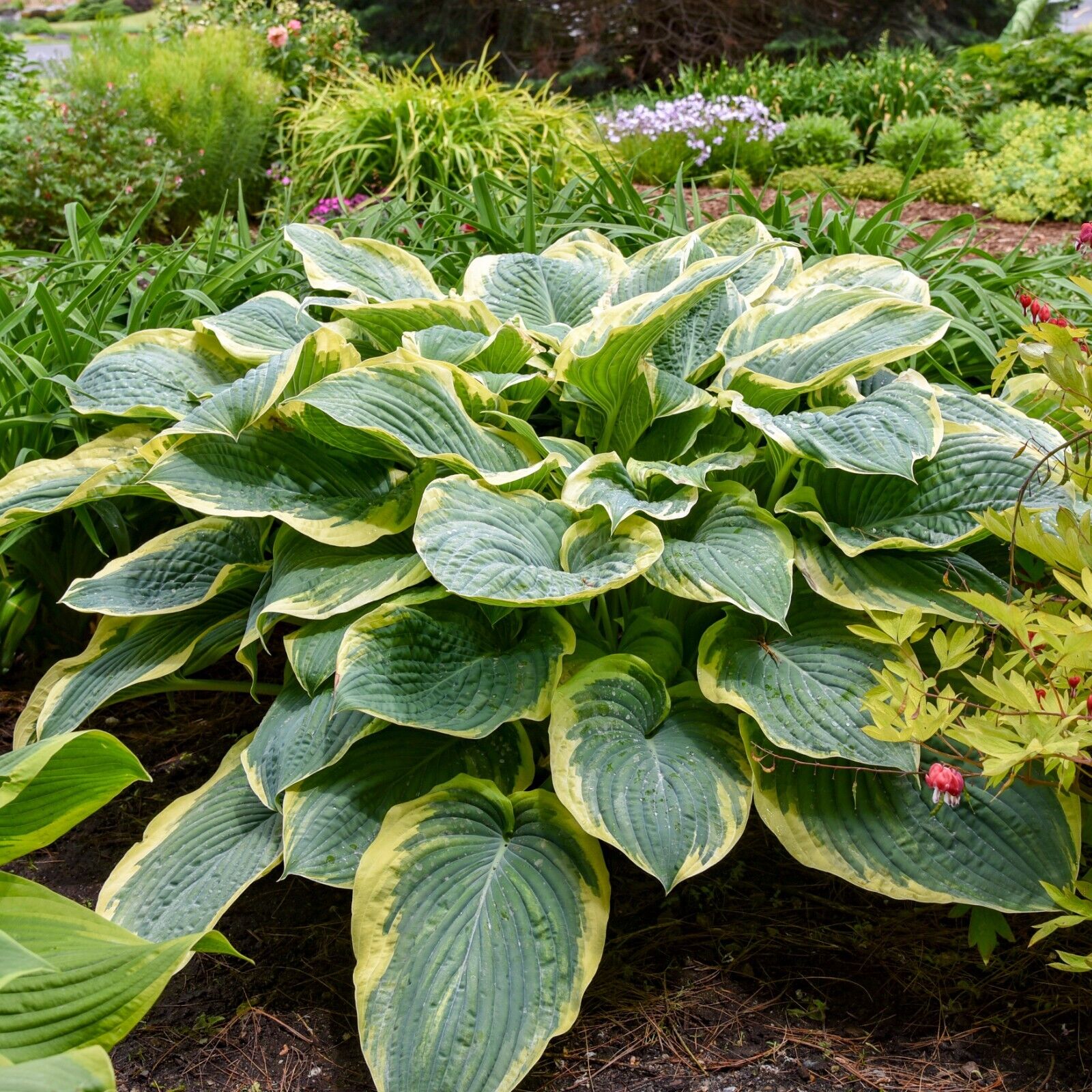 Hosta Shadowlands Gigantosaurus Proven Winners Rooted 5.25" Pot Perennial Shade