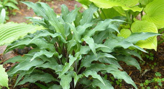 Hosta Zucchini Fries 5.25" Pot Well Rooted Perennial Shade Unusual Wild Mini