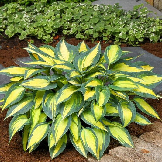 Hosta Magic Island Well Rooted 5.25" Pot Perennial Shade Plant