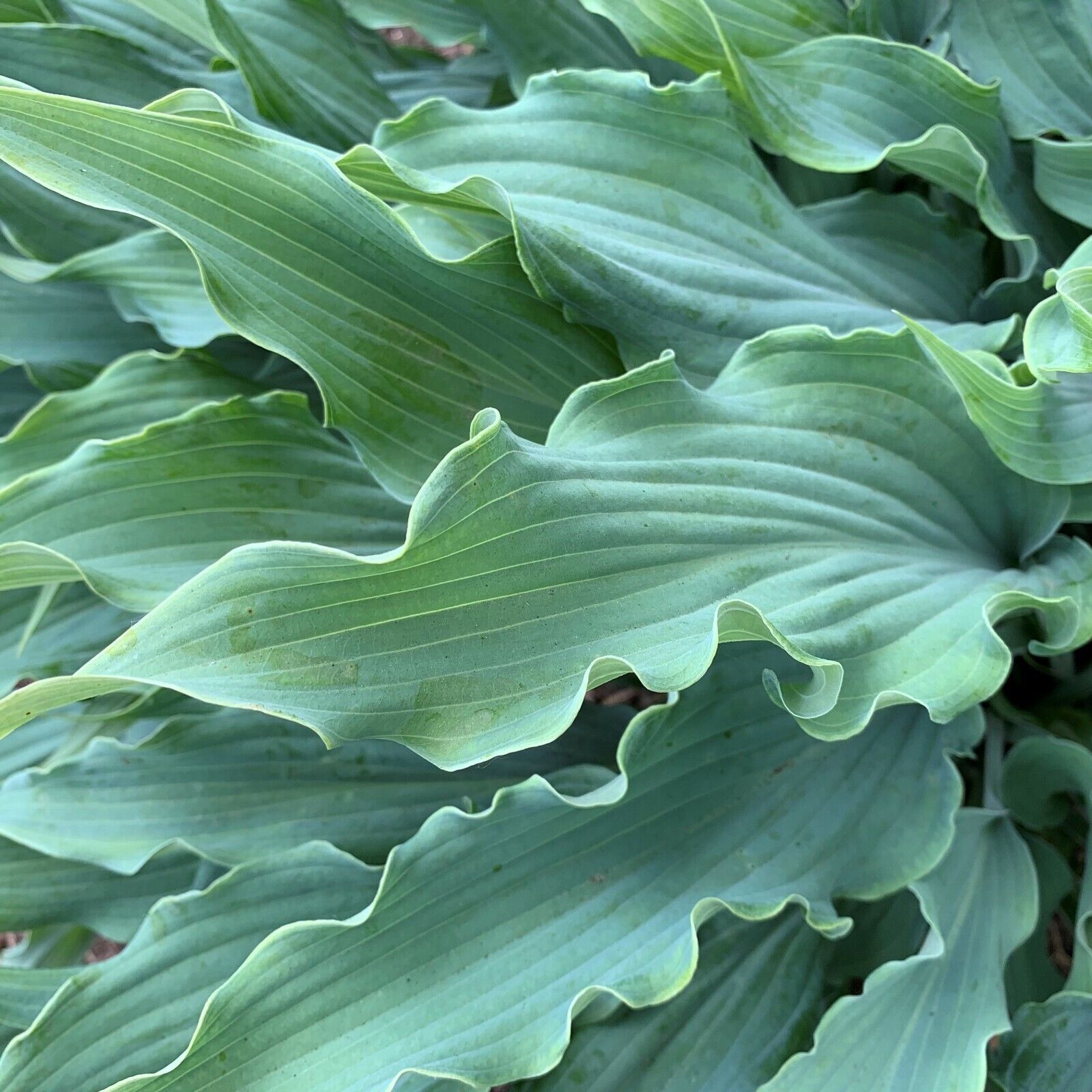 Hosta Wild Imagination 5.25" Pot Well Rooted Perennial Shade Unusual Colorful