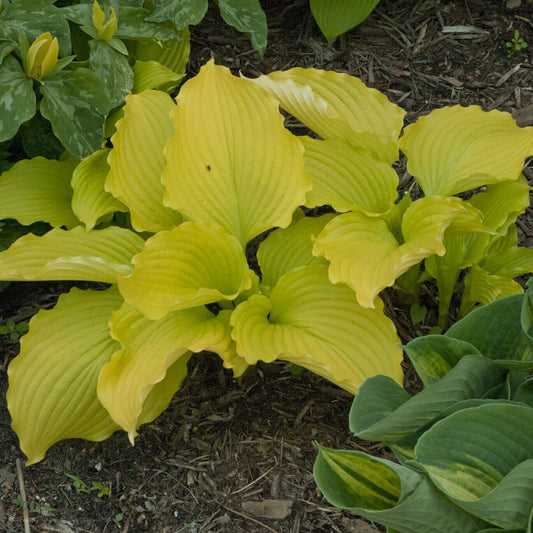 Hosta Dancing Queen Well Rooted 5.25" Pot Perennial Shade Bright and Colorful