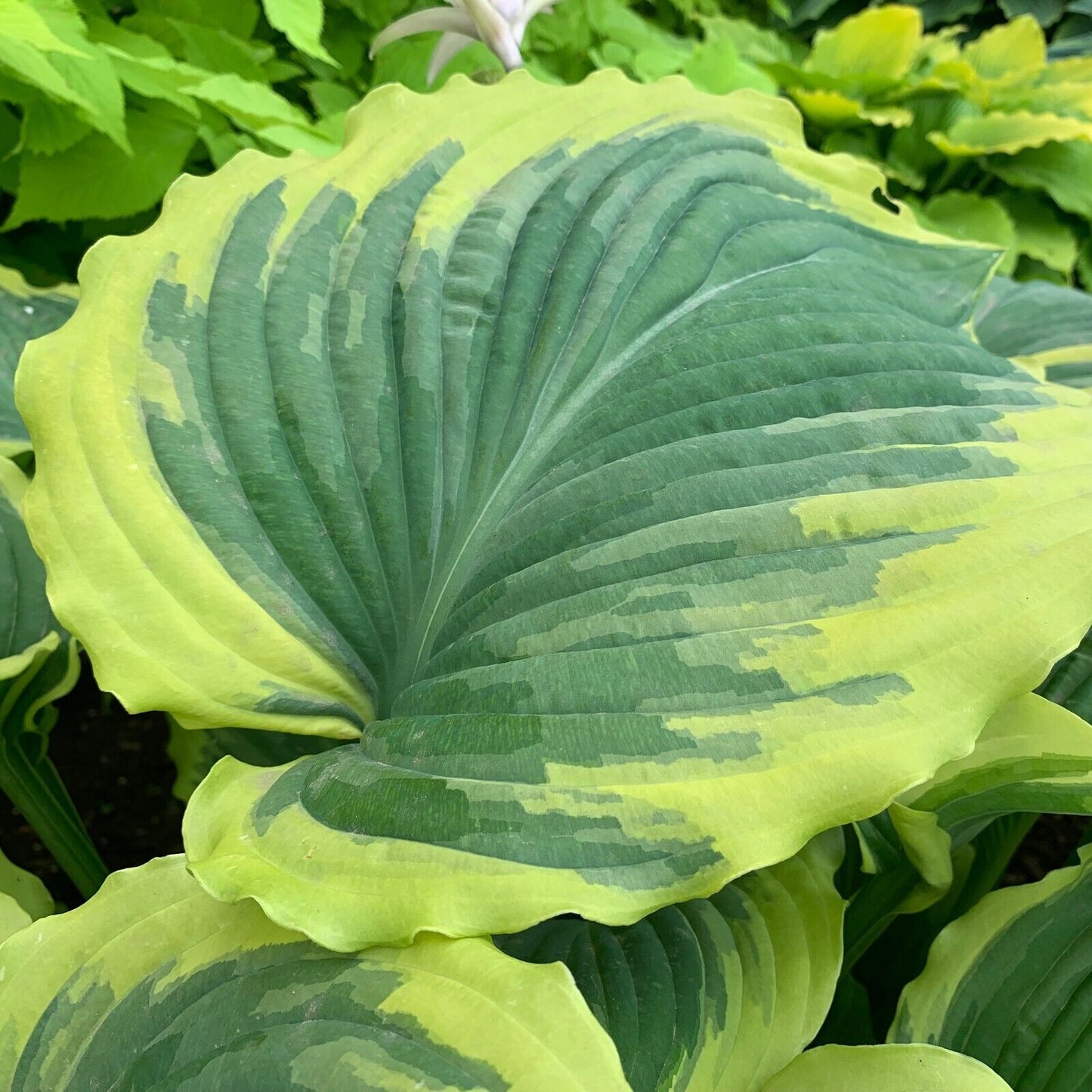 Hosta Drop Dead Gorgeous 5.25" Pot Well Rooted Perennial Shade Plant Stunning