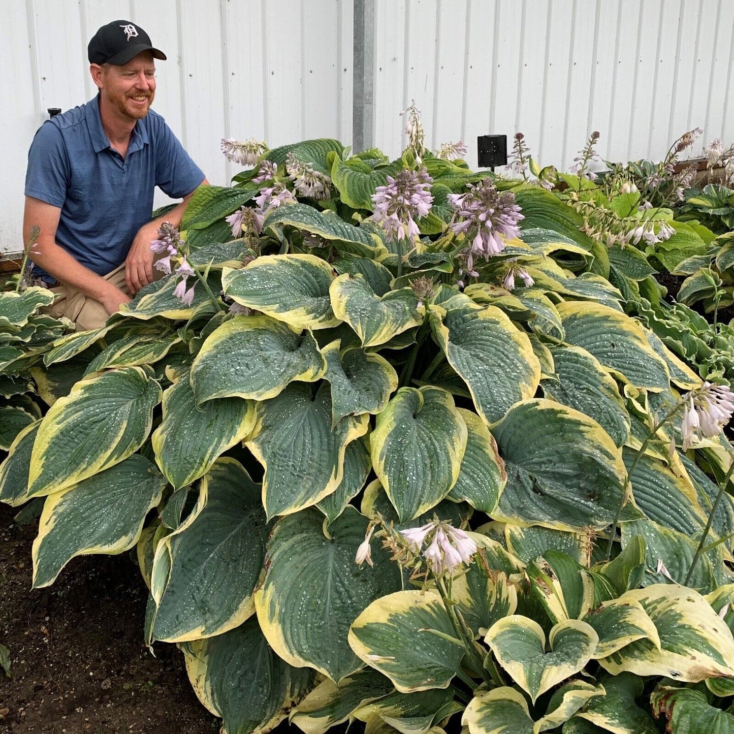 Hosta Shadowlands Gigantosaurus Proven Winners Rooted 5.25" Pot Perennial Shade