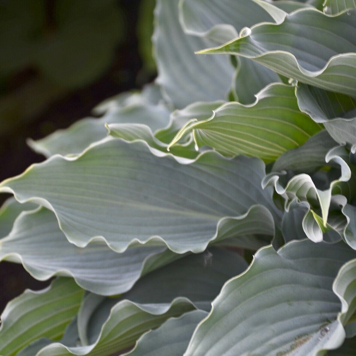 Hosta Waterslide Well Rooted 5.25" Pot Perennial Shade Plant Proven Winners