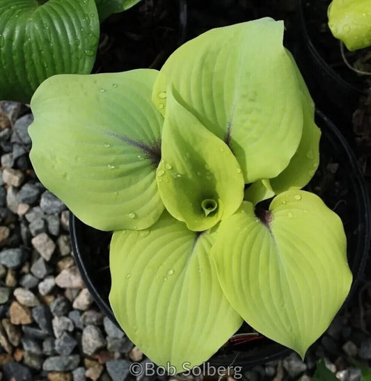 Hosta Calm Before the Storm Well Rooted 5.25" Pot Perennial Shade Hardy Plant