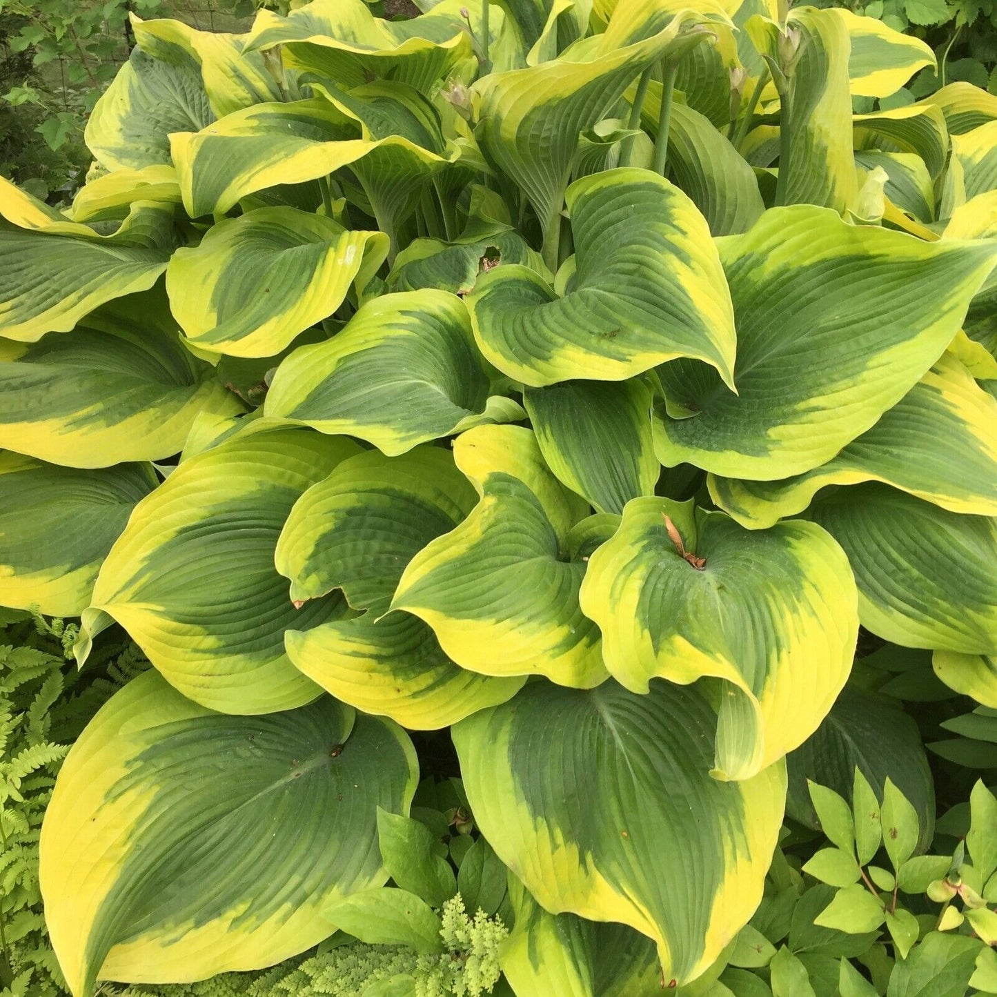 Hosta Atlantis Well Rooted 5.25" Pot Perennial Shade Bright and Colorful