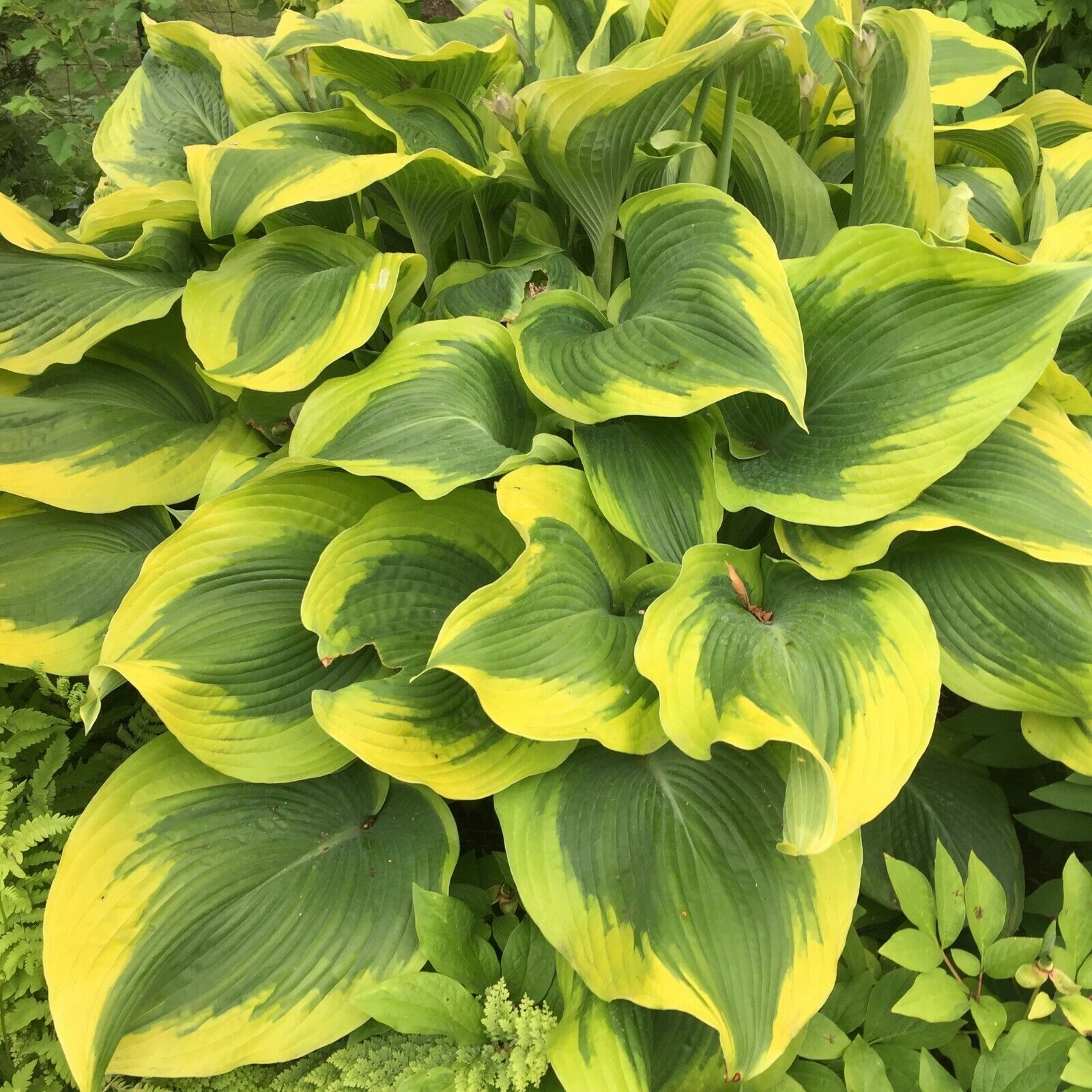 Hosta Atlantis Well Rooted 5.25" Pot Perennial Shade Bright and Colorful