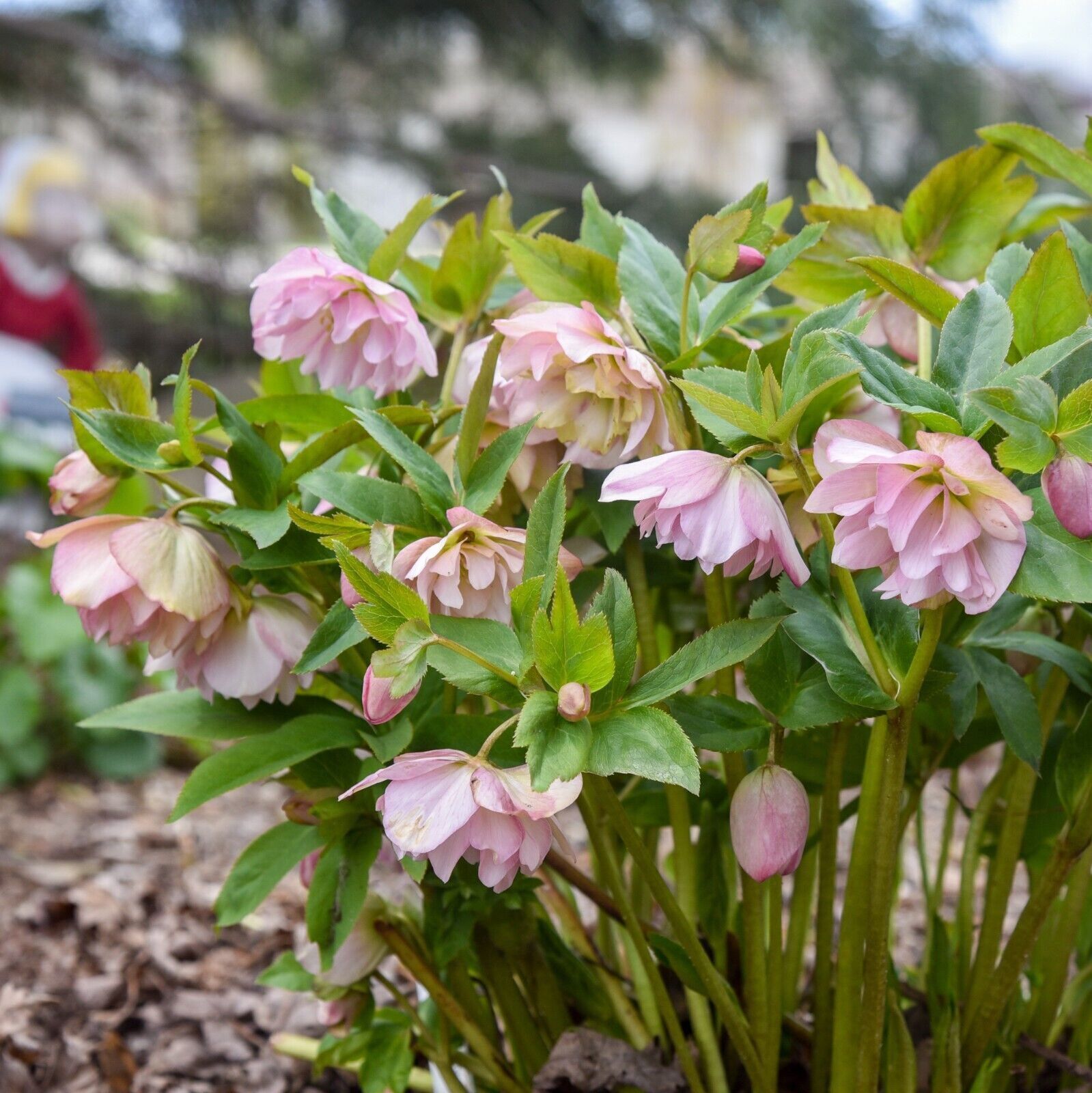 Hellebore 'Flower Girl' Well Rooted 5.25" Pot Perennial Plant Winter Blooms