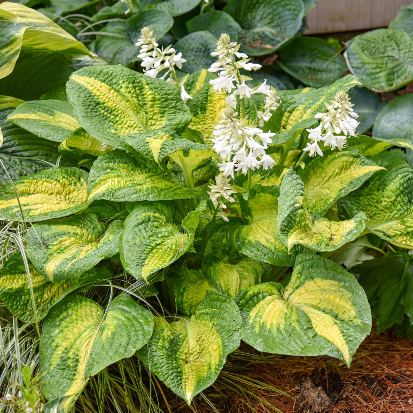 Hosta Brother Stefan 5.25" Pot Well Rooted Perennial Shade Plant Stunning