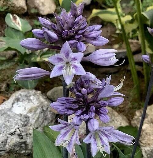 Hosta Evening Blush 5.25" Pot Well Rooted Perennial Shade Interesting Flowers