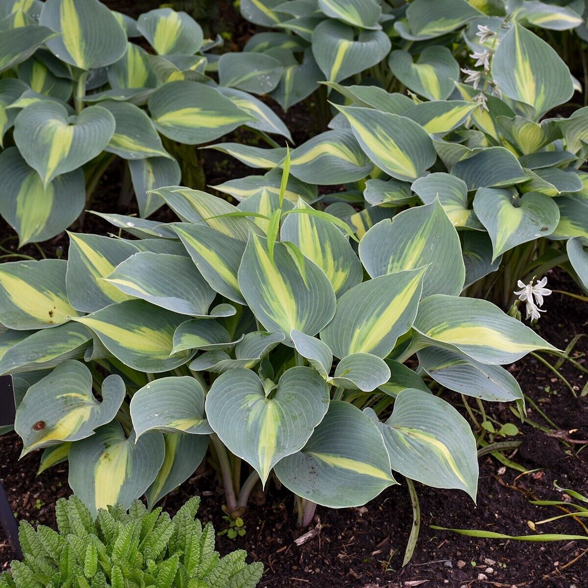 Hosta Touch of Class 5.25" Pot Well Rooted Perennial Shade Plant June Sport