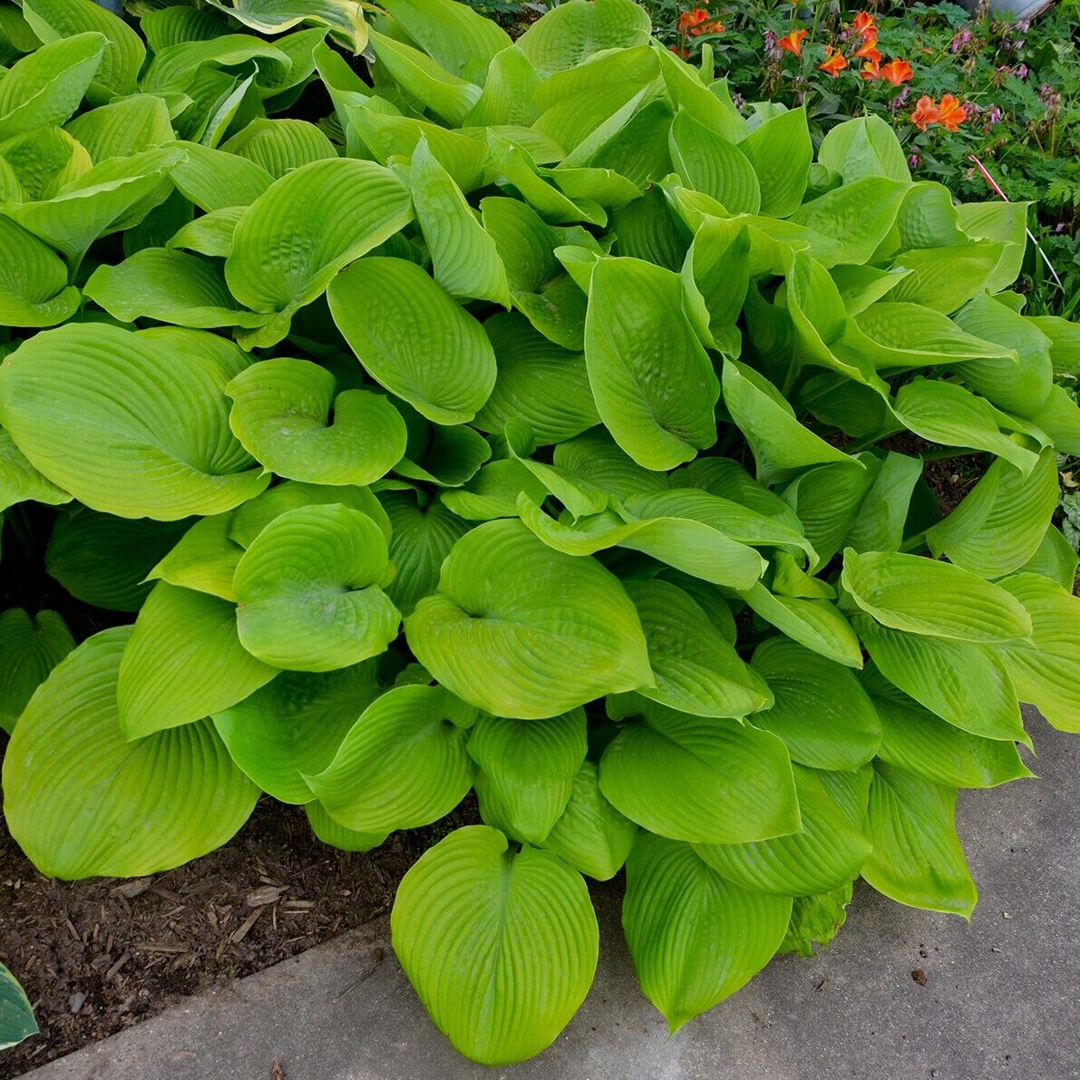 Hosta Sum and Substance Rooted 5.25" Pot Perennial Shade Huge Variety Shade