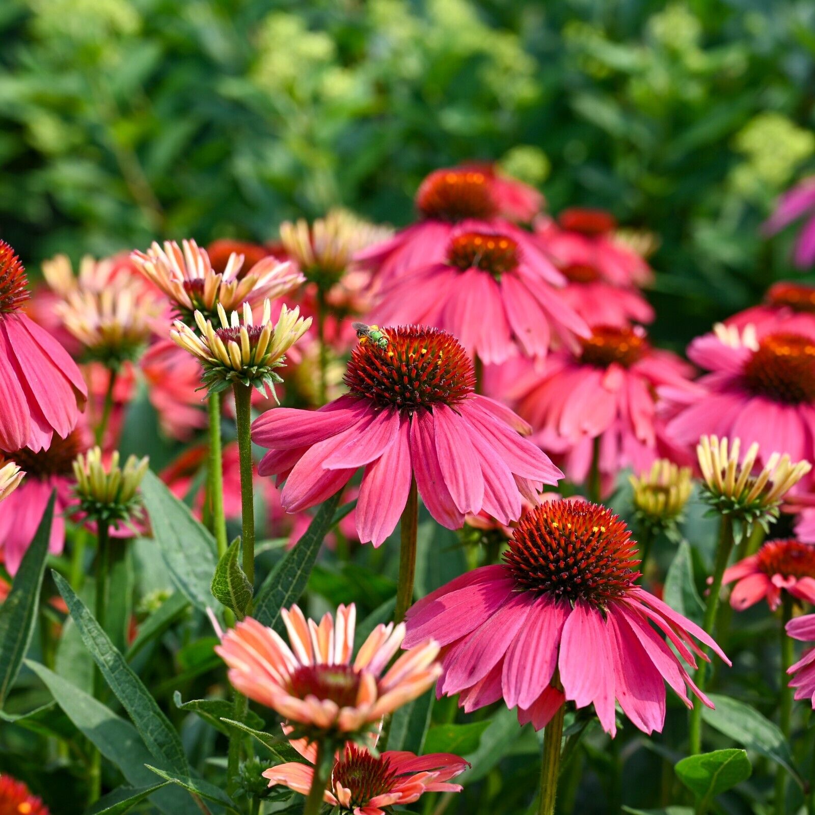 Echinacea Summersong Firefinch Proven Winners 5.25" Pot Perennial Coneflower