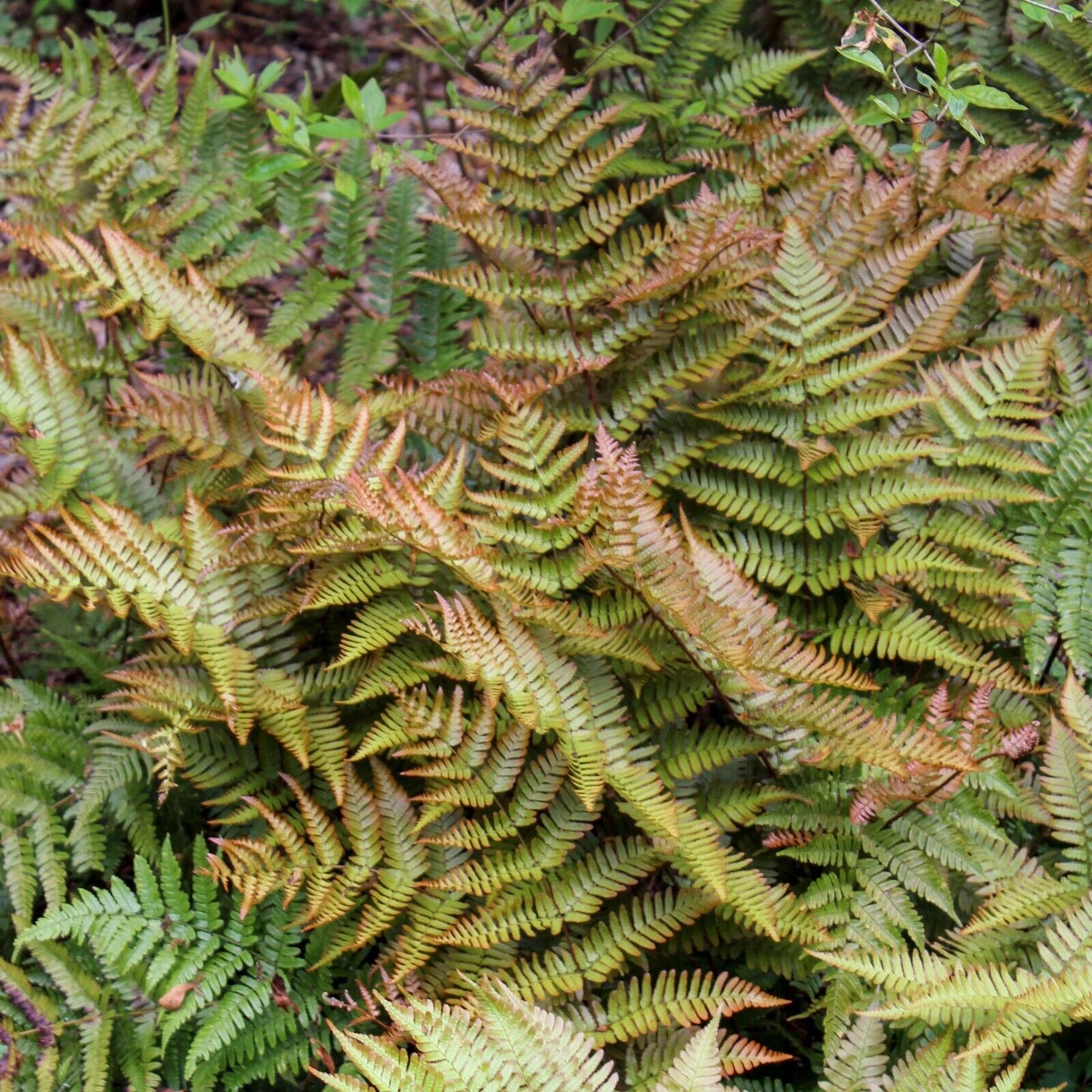 Dryopteris erythrosora 'Brilliance' Autumn Fern Well Rooted Plant 5.25" Pot