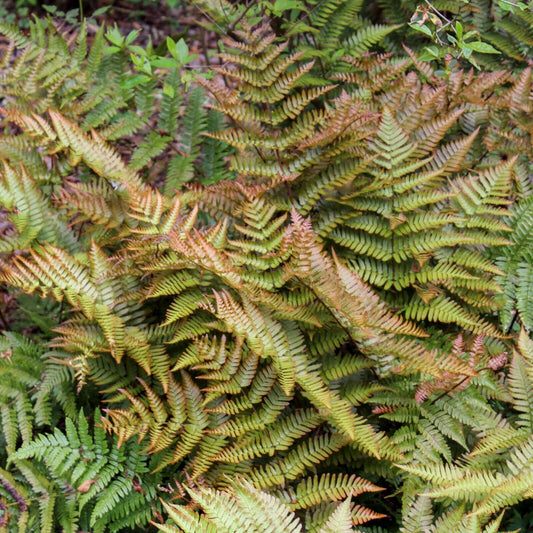 Dryopteris erythrosora 'Brilliance' Autumn Fern Well Rooted Plant 5.25" Pot