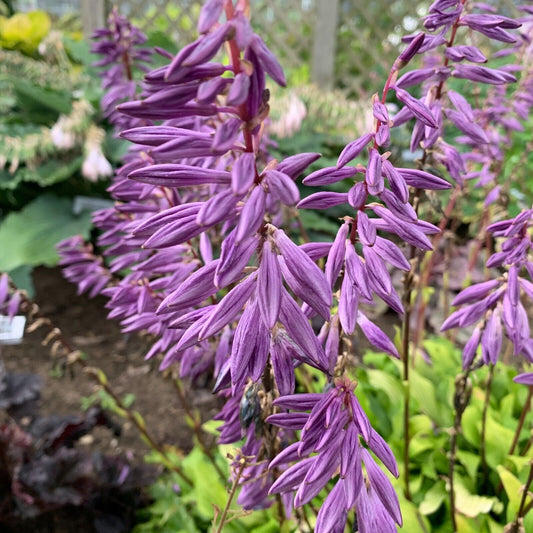 Hosta Time in a Bottle 5.25" Pot Well Rooted Perennial Shade Unusual Flowers