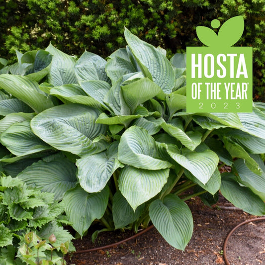 Hosta Empress Wu 5.25" Pot Perennial Shade Proven Winners Hosta of the Year 2023