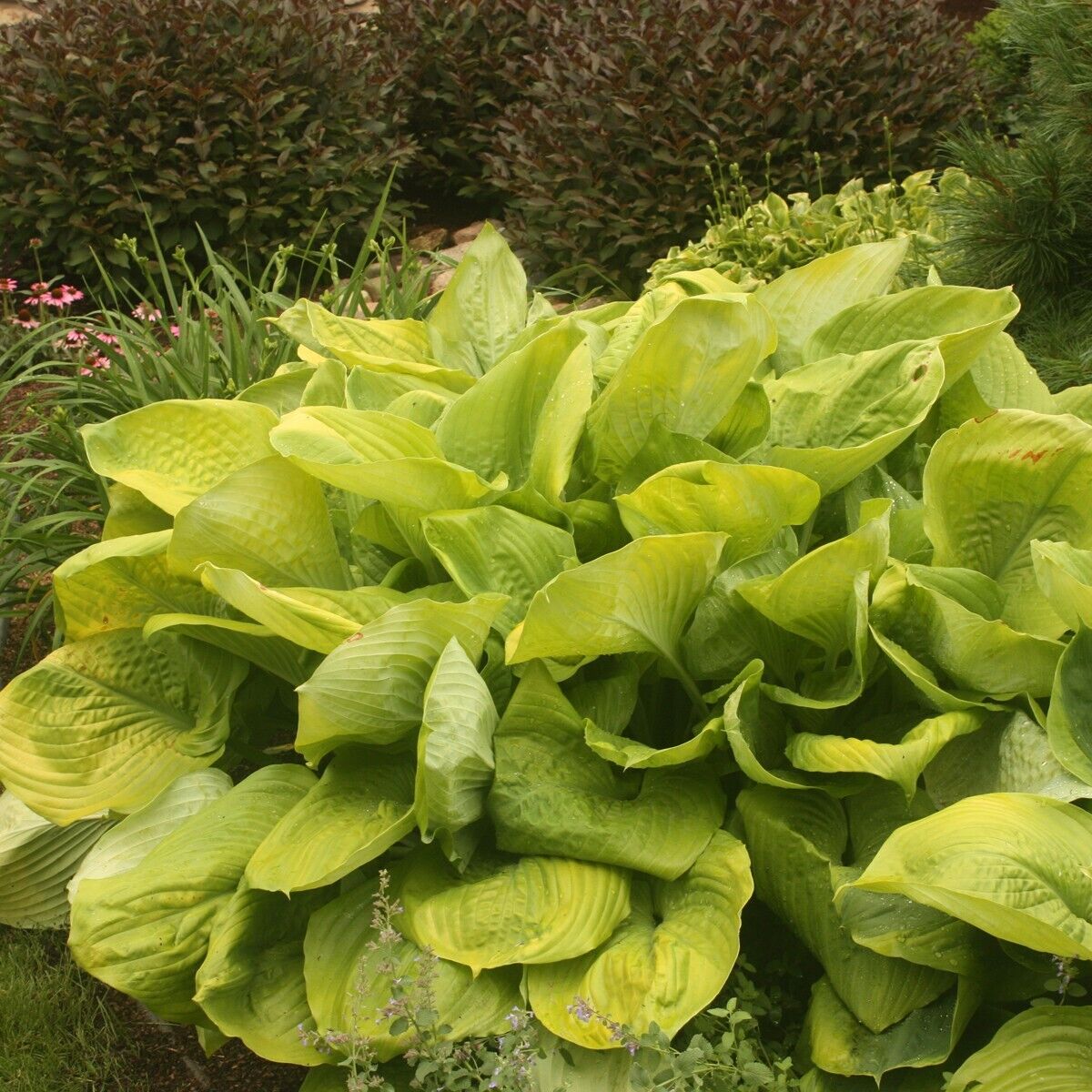 Hosta Sum and Substance Rooted 5.25" Pot Perennial Shade Huge Variety Shade