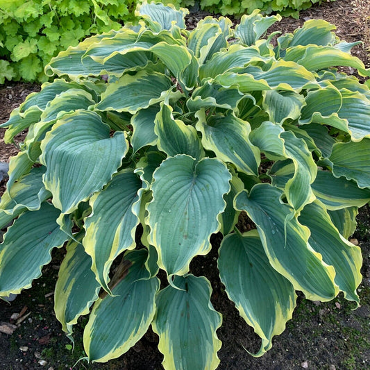 Hosta Shadowlands "Voices in the Wind" Proven Winners Rooted 5.25" Pot Perennial