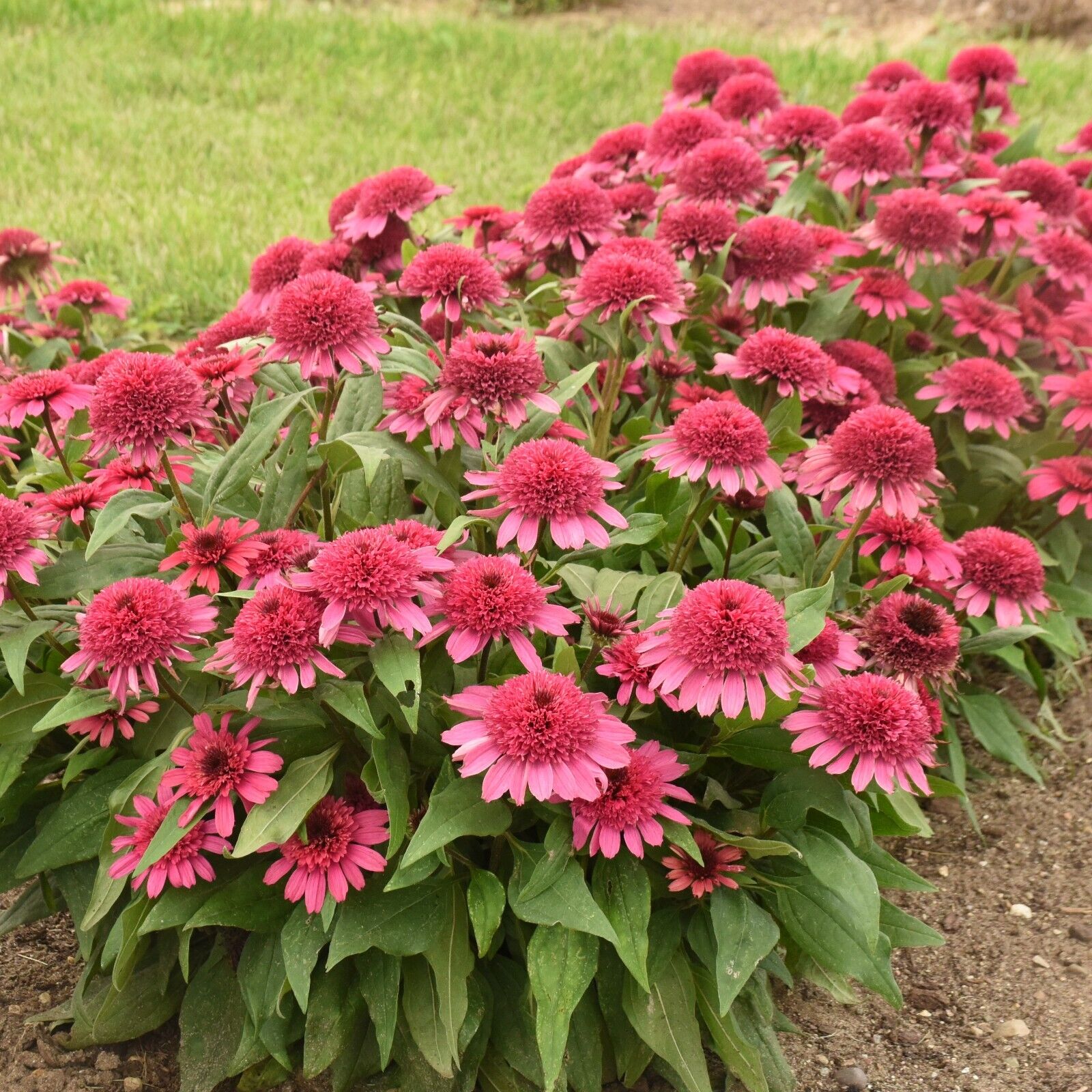 Echinacea Raspberry Beret Proven Winners 5.25" Pot Perennial Coneflower Sun