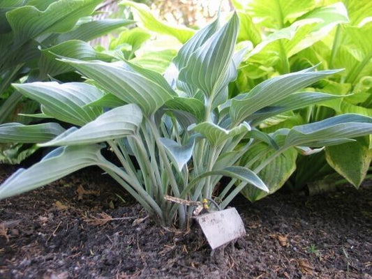 Hosta Silver Tongued Devil 5.25" Pot Well Rooted Perennial Shade Folded Leaves