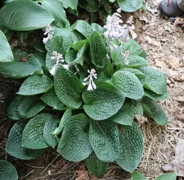 Hosta Alligator Rock 5.25" Pot Well Rooted Perennial Shade Plant