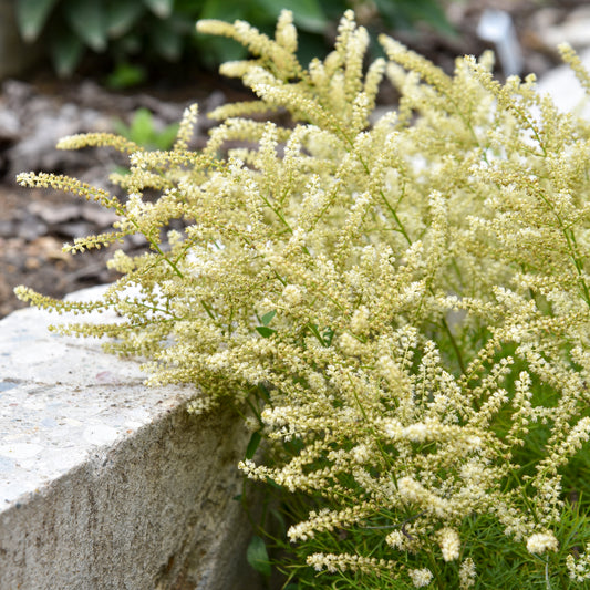 Aruncus Fairy Hair Goats Beard 5.25" Pot Well Rooted Perennial Shade Plant