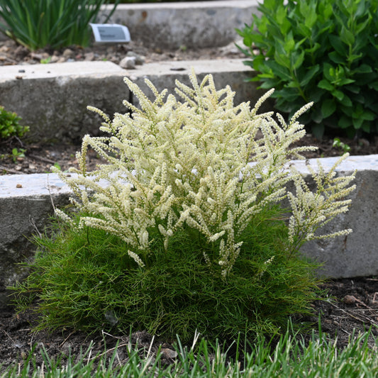 Aruncus Fairy Hair Goats Beard 5.25" Pot Well Rooted Perennial Shade Plant